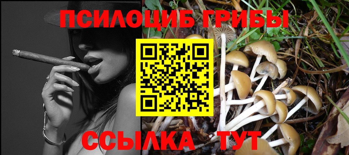 Галлюциногенные грибы Psilocybine cubensis Великий Устюг